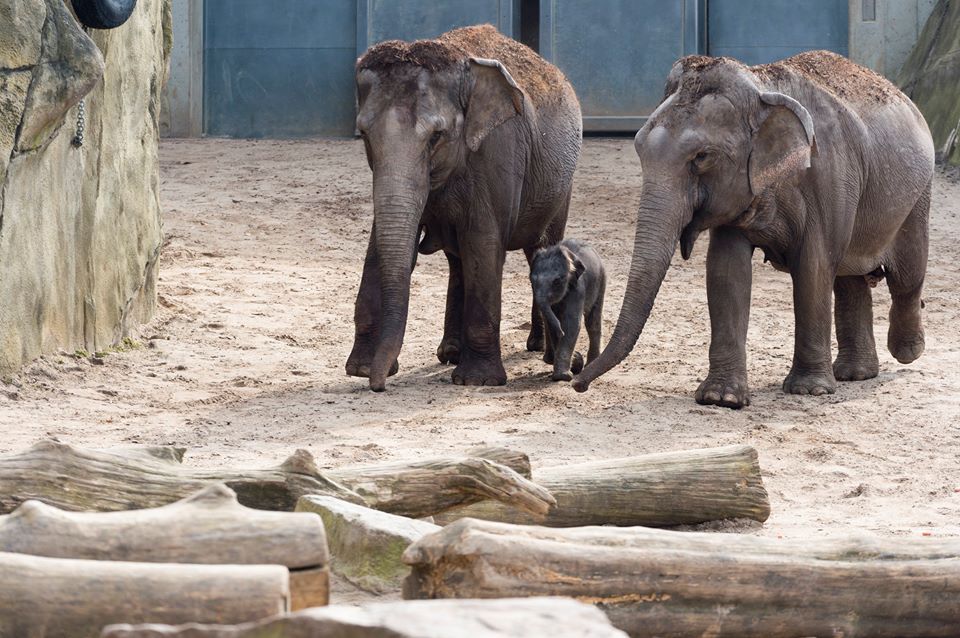 Кельнський зоопарк особливо славиться своїми слонами / фото facebook.com/zoo.koeln Кельнський зоопарк особливо славиться своїми слонами / фото facebook.com/zoo.koeln