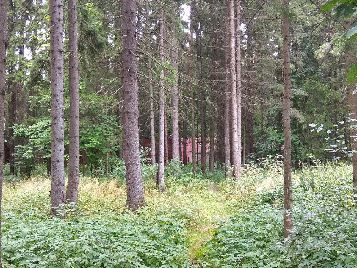 фото Медуза фото Медуза