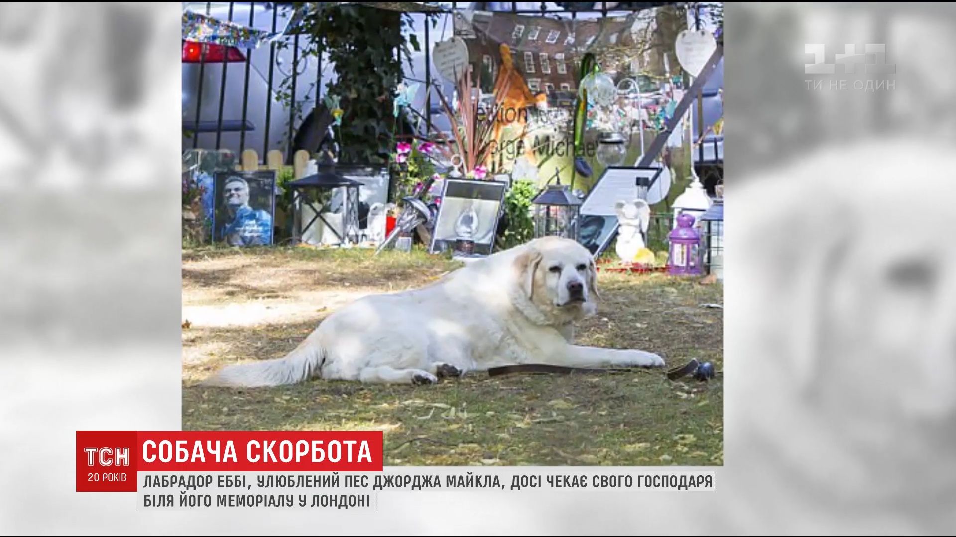 Пес Джорджа Майкла досі чекає свого господаря у його вівтаря / Пес Джорджа Майкла досі чекає свого господаря у його вівтаря /
