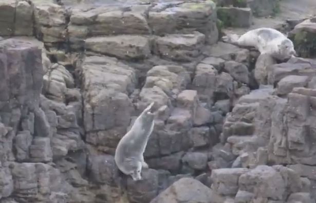 Сент-Мері Sealwatch / SWNS.com Сент-Мері Sealwatch / SWNS.com
