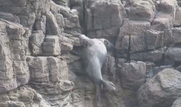 Багато тварин травмувалися від ударів об камені \ St mary's Sealwatch / SWNS.com Багато тварин травмувалися від ударів об камені \ St mary's Sealwatch / SWNS.com