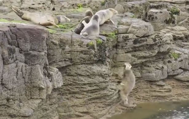 Сент-Мері Sealwatch / SWNS.com Сент-Мері Sealwatch / SWNS.com