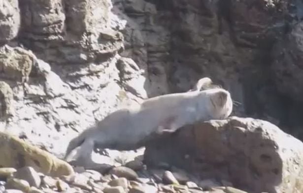 Один з тюленів вдарився головою по шляху вниз \ St mary's Sealwatch / SWNS.com