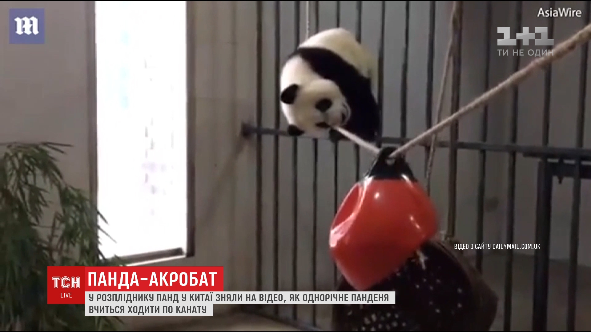 В китайском центре разведения панд сняли попытки годовалого медвежонка пройти по канату / В китайском центре разведения панд сняли попытки годовалого медвежонка пройти по канату /