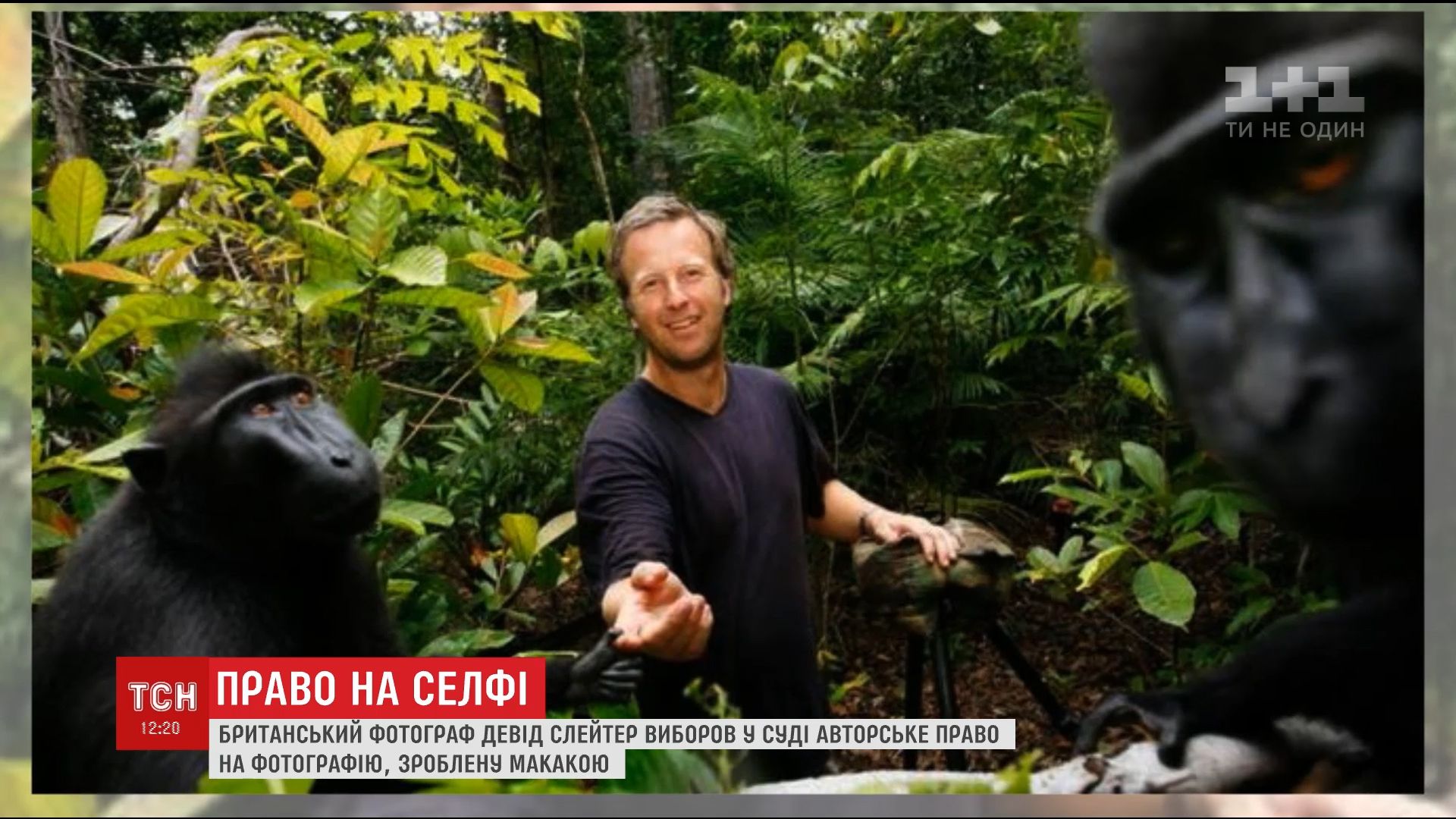 Фотограф доказал свое право на фото, сделанное животным / Кадр из видео ТСН Фотограф доказал свое право на фото, сделанное животным / Кадр из видео ТСН