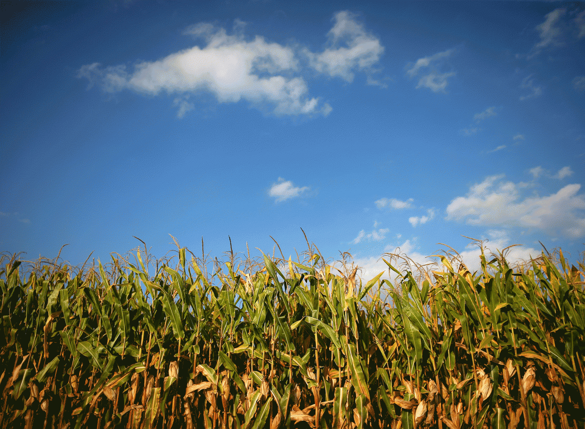 Инвестиции в выращивание сладкой кукурузы окупаются в течение полугода при условии правильного ухода / иллюстрация / REUTERS