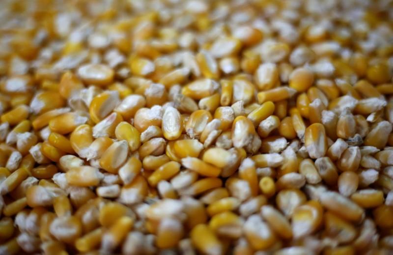 Львиную долю импорта в Украину семян зерновых культур составила кукуруза / REUTERS