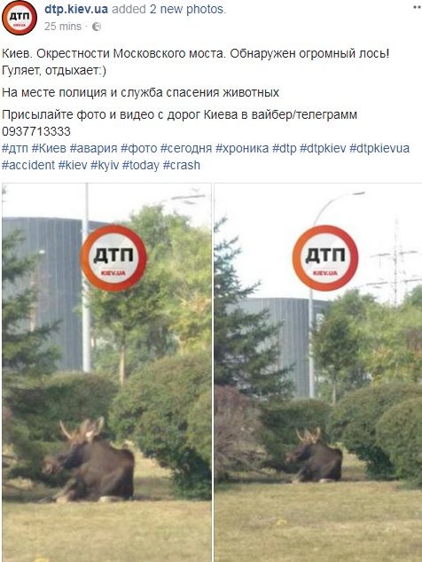 У Києві біля Московського мосту блукав лось (фото) У Києві біля Московського мосту блукав лось (фото)