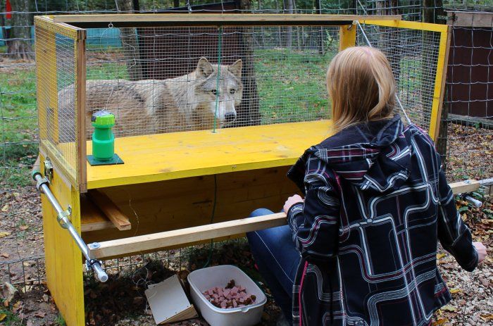 Ученые провели несколько экспериментов с волками / фото Michelle Lampe/Wolf Science Center Ученые провели несколько экспериментов с волками / фото Michelle Lampe/Wolf Science Center