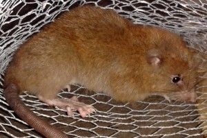 Крыса своими зубами может раскусить кокос / фото academic.oup.com Крыса своими зубами может раскусить кокос / фото academic.oup.com