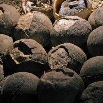 Исследование показало, что динозавры откладывали цветные яйца