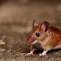 Исследование показало, что голодание вызывает интенсивный рост волос