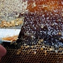 Ukraine's honey exports hit record high in 9 months of 2017