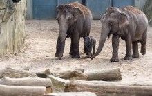 Кельнський зоопарк успадкує 22 мільйони доларів від американки, яка емігрувала з міста під час Другої світової