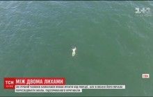 У США чоловік намагався уникнути арешту і стрибнув в океан, де його підстерігала акула (відео)