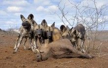 Вчені: гієновидні собаки використовують процедуру голосування