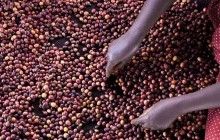 Mars Inc. предложила амбициозный план для решения глобальных проблем