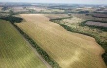 Плантації коноплі на Дніпропетровщині показали з висоти пташиного польоту (фото, відео)