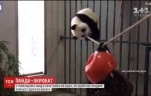 Панда-акробат: як однорічна ведмедиця намагалася навчитися ходити по канату (відео)