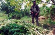 Конопляний садівник: на Одещині знайшли плантацію канабісу посеред озера (фото)