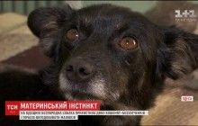 Чудеса природы: на Одесщине дворняга выкормила двух котят-сирот