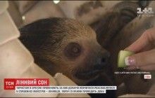 В Орегоні за 600 доларів пропонують уроки "правильного розслаблення" від лінивців (відео)