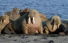 Более полусотни молодых моржей погибли в давке на Аляске