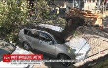 Во Львове дерево упало на авто нардепа (видео)