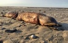 Биологи идентифицировали неизвестное зубастое чудище с техасского пляжа