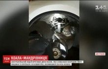 В Австралии коала проехала 16 километров на колесе автомобиля (видео)