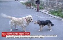 У Києві волонтери за три дні нарахували більше 3 тисяч бродячих собак (відео)