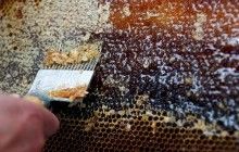 В образцах меда по всему миру найдена большая концентрация инсектицидов