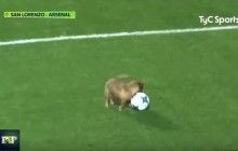 Під час футбольного чемпіонату на полі з'явився невгамовний чотирилапий "гравець" (відео)
