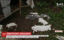 Повернення "чупакабри": на Прикарпатті невідомий звір повбивав кролів (відео)