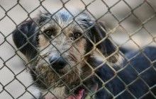 Россиянка после смерти завещала все имущество бездомным собакам