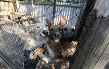 У Росії знайшли контейнер з десятками зарізаних собак та котів (відео 18+)