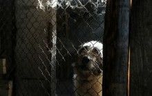 На Тернопольщине мужчина убил собаку родственников и бросил ее в колодец