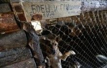 Украина входит в мировой топ-10 по количеству бездомных животных - эксперт