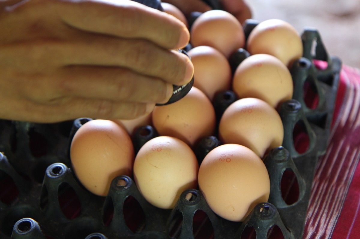 Производство яиц сокращают как агрохолдинги, так и частные хозяйства / REUTERS