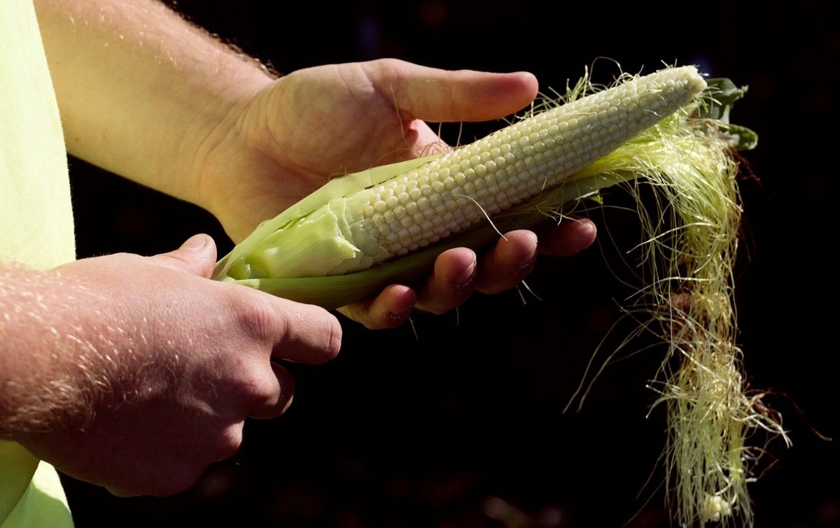 На кукурузу в этом году украинские аграрии возлагают особые надежды / Иллюстрация REUTERS
