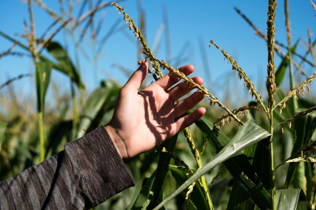 Украина потеряла более половины рынка ЕС по популярному экспортному товару