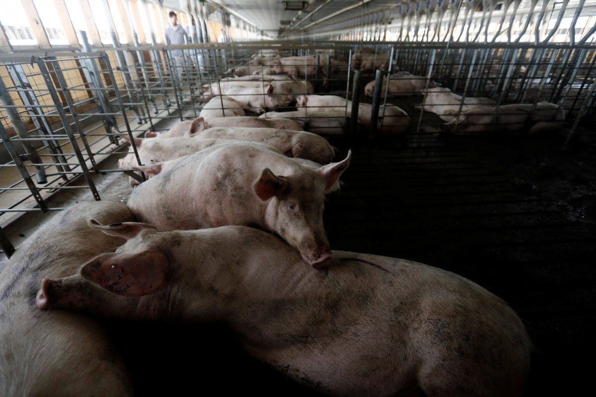 Виробництво м`яса в Україні за останній рік знизилося / фото REUTERS