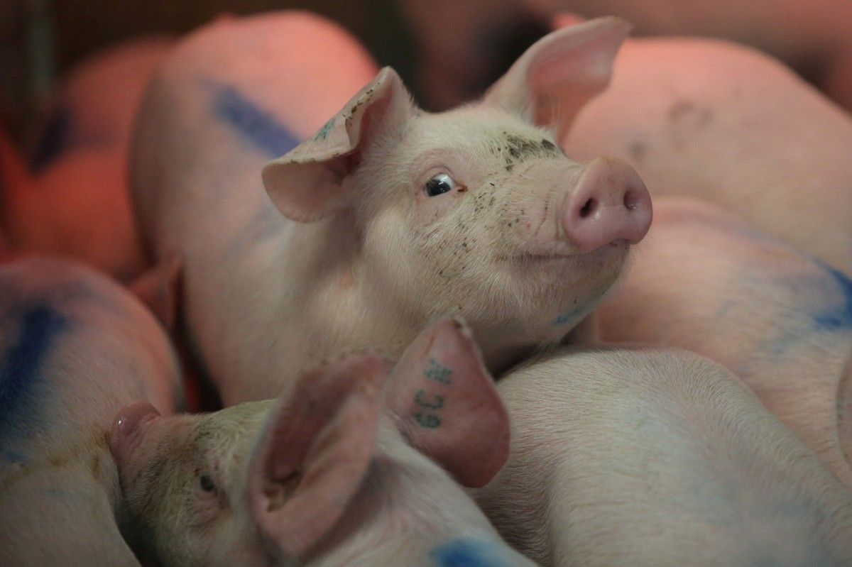 По состоянию на 28 декабря 2021 года в Украине закупочные цены на свиней убойных кондиций поднялись до 45-47 грн/кг / Иллюстрация REUTERS