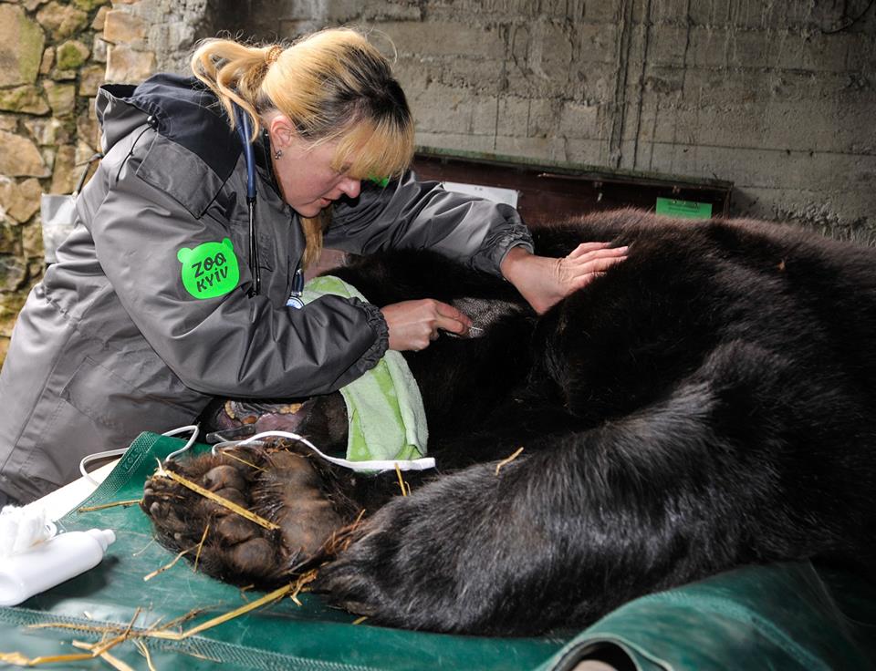 Ведмедю Балу провели складну стоматологічну операцію / фото facebook.com/zoo.kiev.ua Ведмедю Балу провели складну стоматологічну операцію / фото facebook.com/zoo.kiev.ua