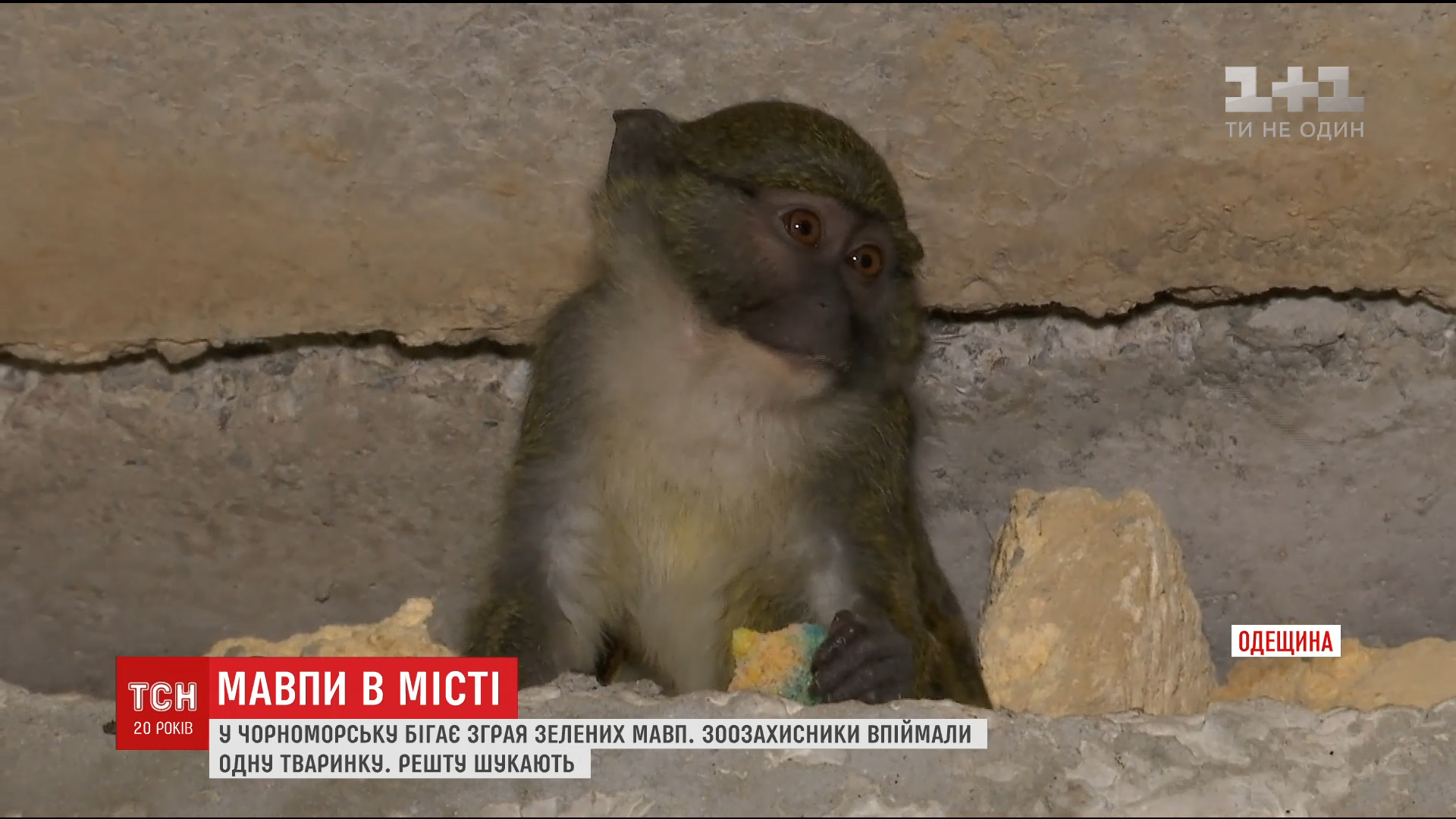 У Чорноморську помітили диких зелених мавпочок / скріншот У Чорноморську помітили диких зелених мавпочок / скріншот
