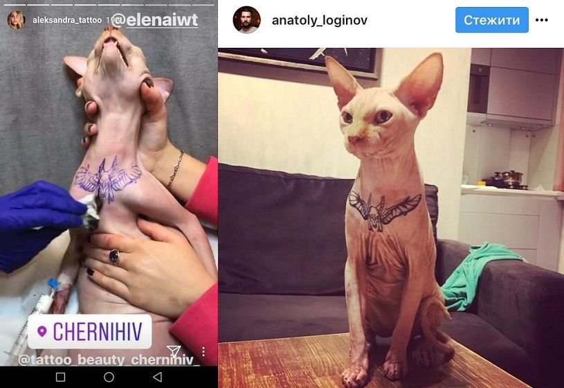 The cat was tattooed in a Chernihiv tattoo salon / Photo from social networks