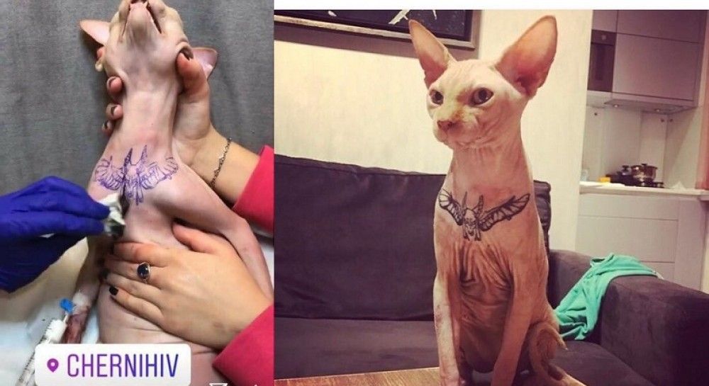 Outrage after influencer shares pics of tattooed sphynx cat on Instagram as  animal lovers blast you need help  The Sun