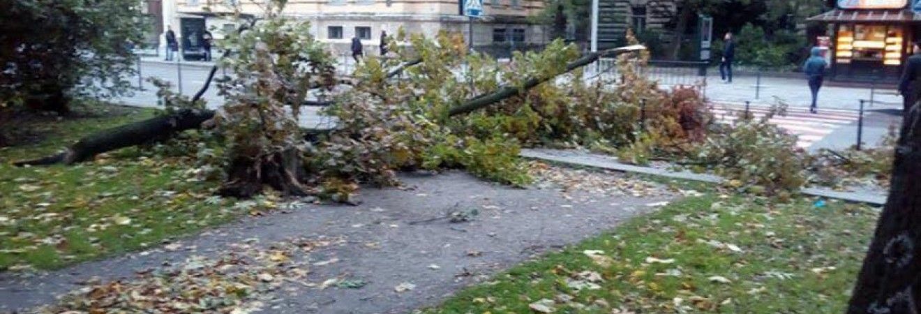 Ночью на Украину обрушилась буря: ветер повалил деревья, почти 200 населенных пунктов обесточены (фото, видео)