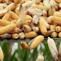 Reuters: Late spring to cut Ukraine barley, raise maize output – analyst Reuters: Late spring to cut Ukraine barley, raise maize output – analyst