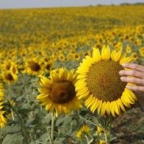Ukraine's Cabinet doesn't support cancellation of VAT refund for oilseeds exports